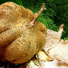  Pueraria mirifica Herb