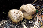 Pueraria mirifica extract
